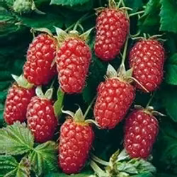 Rubus x Thornless Loganberry