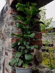 Rubus Raspberry Tower