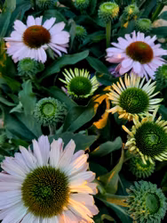 Solhatt "Salmon Sunseeker"