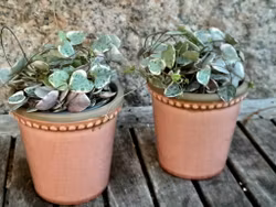 Ceropegia woodii Variegata