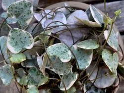 Ceropegia woodii Variegata