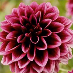 Davinas Michelle, exklusiv!