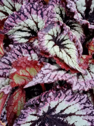 Begonia Fireworks