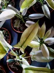 Philodendron Florida Ghost