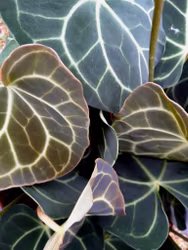 Anthurium crystallinium med blomstängel