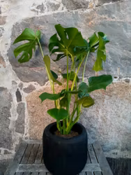 Monstera Deliciosa