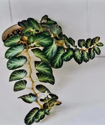 Begonia "Thelmae"