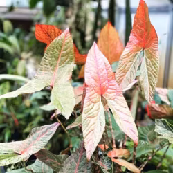 Alocasia Cyrtosperma Johnstonii "Black Jack", exklusiv!