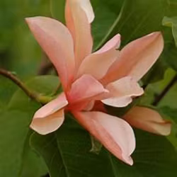 Magnolia "Flamingo"
