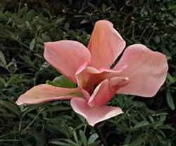 Magnolia "Flamingo"
