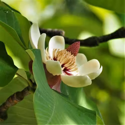 Magnolia Tripelata, paraplymagnolia