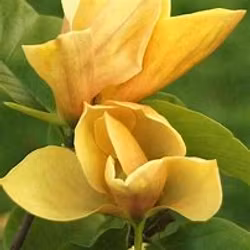 Magnolia "Judy Zuk"