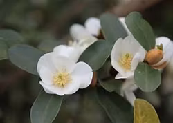 Magnolia "Gail's Favourite"