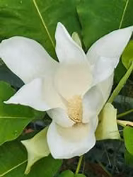 Magnolia macrophylla ashei
