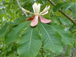 Magnolia officinalis