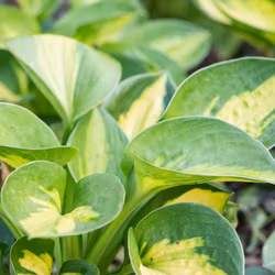Hosta "Pocketful of sunshine"
