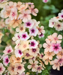 Flox "Cherry Caramel"