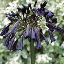 Agapanthus "Black Pantha"
