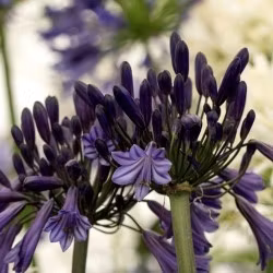 Agapanthus "Black Pantha"