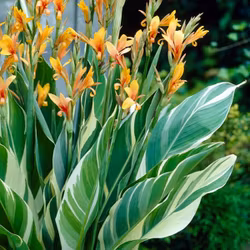Canna "Stuttgart"