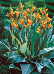 Canna "Stuttgart"