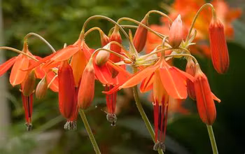 Bessera elegans