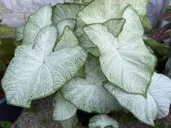 Caladium "Florida Moonlight"