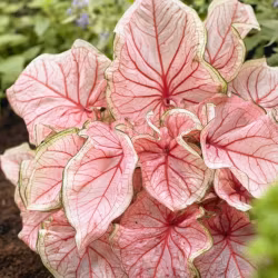 Caladium "Florida Sweetheart"