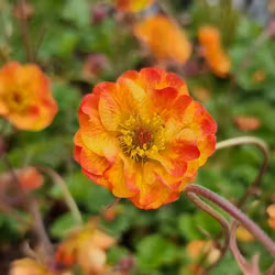 Nejlikerot "Tutti Frutti"