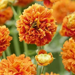 Nejlikerot "Orange Pumkin"