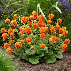 Nejlikerot "Orange Pumkin"