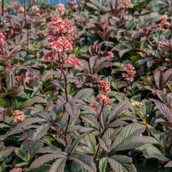 Rodgersia "Bronze Peacock"