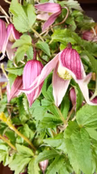 Clematis "Columella"
