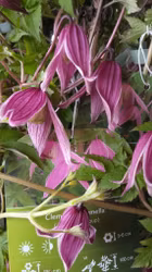 Clematis "Columella"