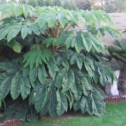 Tetrapanax papyrifer 'Rex