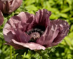 Papaver "Patty's Plum"