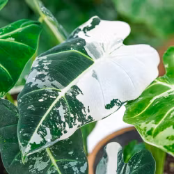 Alocasia Frydek variegata