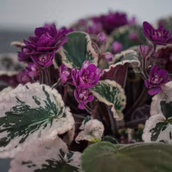 Saintpaulia  variegata