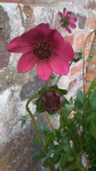 Cosmos "Cherry Chocolate"