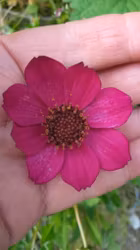 Cosmos "Cherry Chocolate"