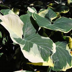 Alocasia Xanthosoma Variegata