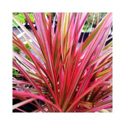 Dracaena marg. 'Colorama'