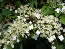 Hydrangea Petiolaris