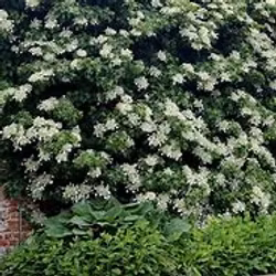 Hydrangea Petiolaris