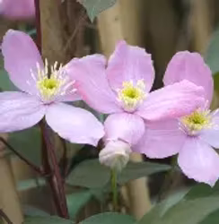 Clematis "Fragant Spring"