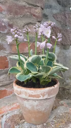 Hosta "Happy Mouse"