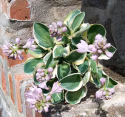 Hosta "Happy Mouse"