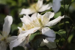 Clematis Montana Wilsonii, med doft av choklad