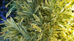 Lavendel Dentata, fransk lavendel