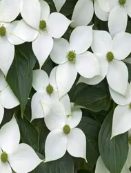 Blomsterkornell "Milky Way"